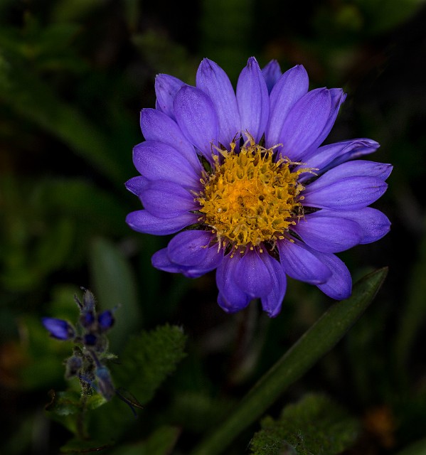 Oreostemma alpigenus - Alpine Aster 16-2486.jpg